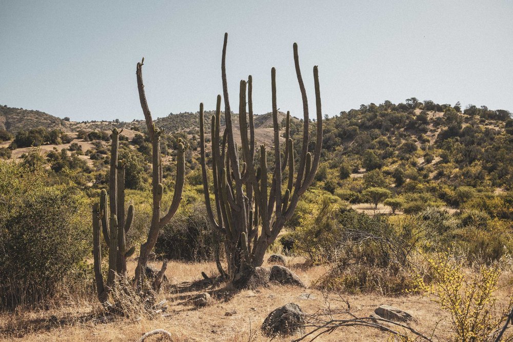 Desert landscape - Viña Los Vascos