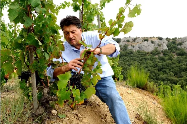 JLC tending his vineyard - Jean Luc Colombo