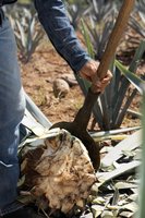 Jimador cutting off agave leaves - Tequila Bribon