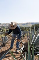 Jimador working agave fields - Tequila Bribon