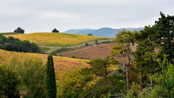 Languedoc hills yellow vines fall - Cote Mas