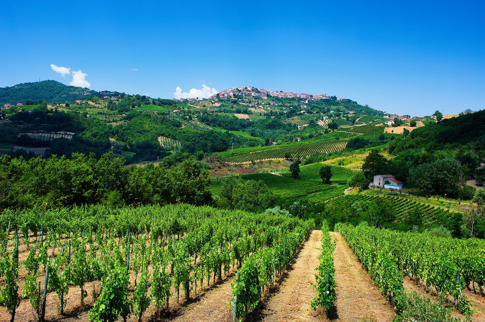 Montefusco vineyard - Mastroberardino
