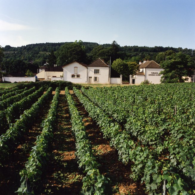 Winery and vineyard - Domaine Antonin Guyon
