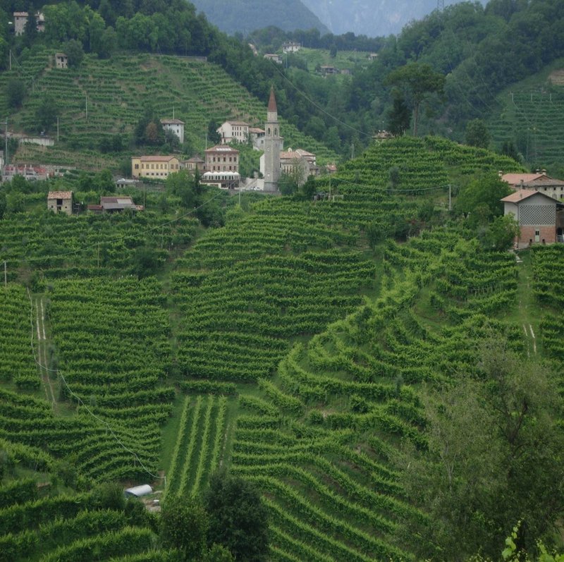Terraced vineyards in Veneto - Alexander