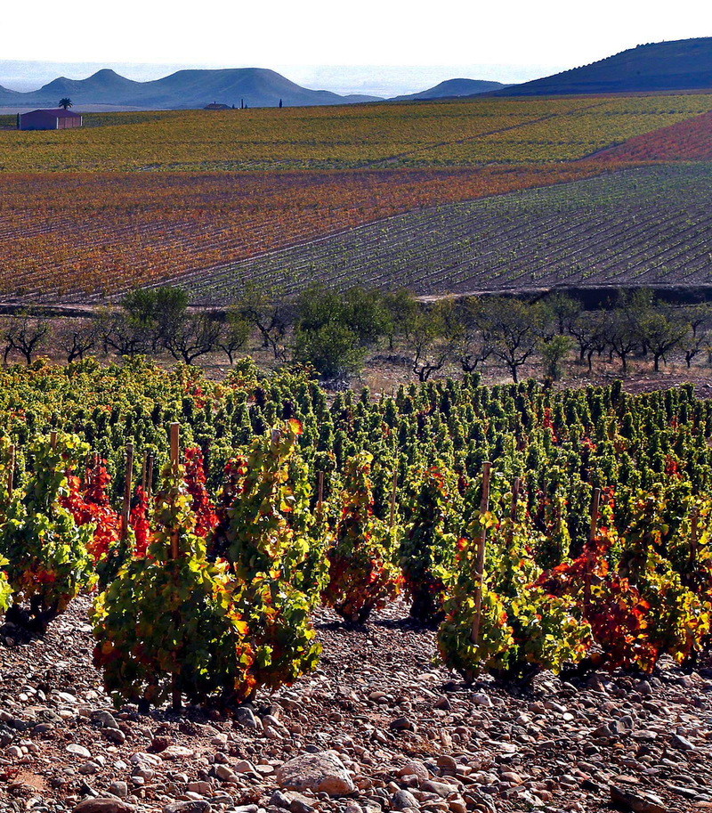 Rioja Oriental Vineyard - Palacios Remondo