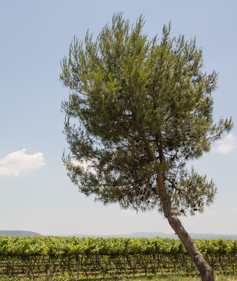Vineyard with tree - Sella & Mosca