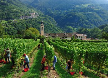 Workers harvesting grapes in vineyard - Cavit