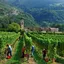 Workers harvesting grapes in vineyard - Cavit