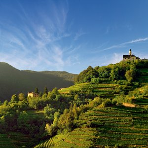 Trentino hill terraced vyrds - Cavit