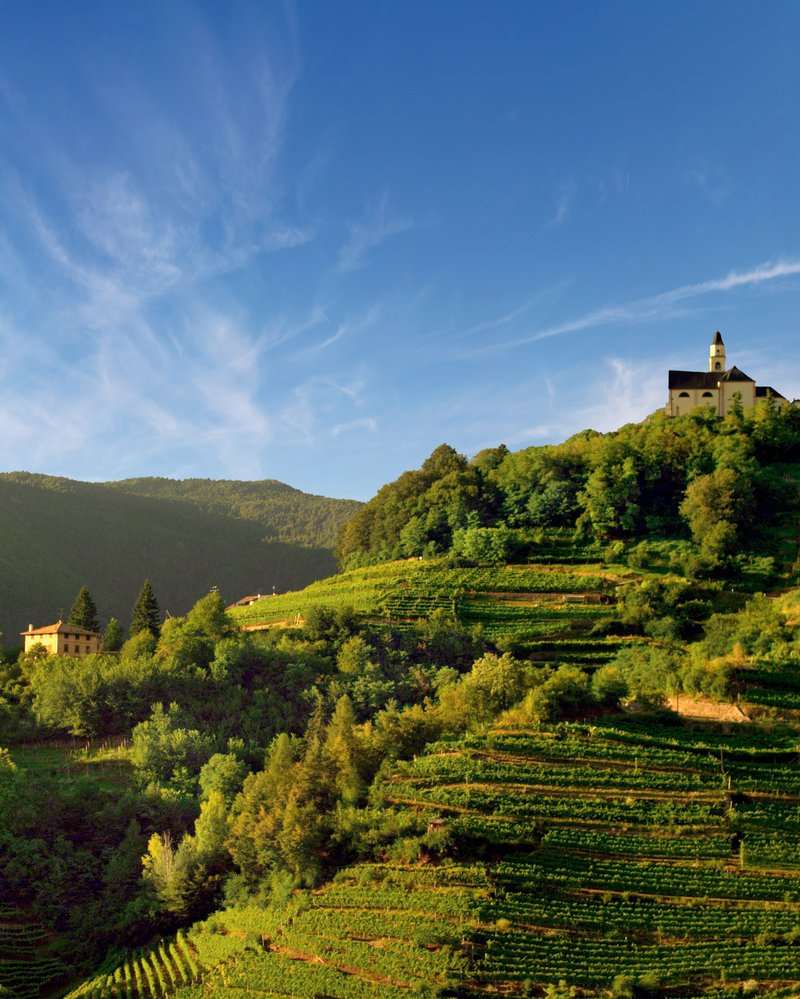 Trentino hill vineyards vertical - Cavit