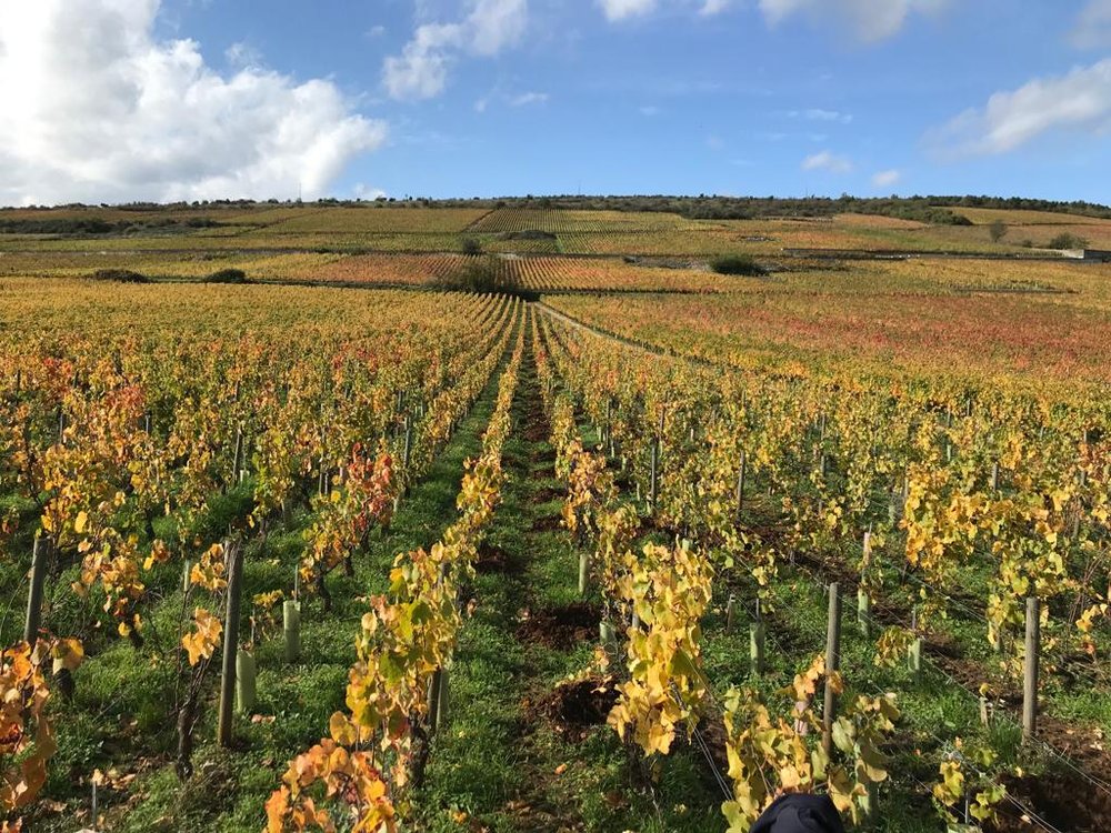 Vineyard - Domaine Bertagna