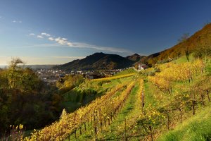 Vineyard Veneto - Alexander Grappa