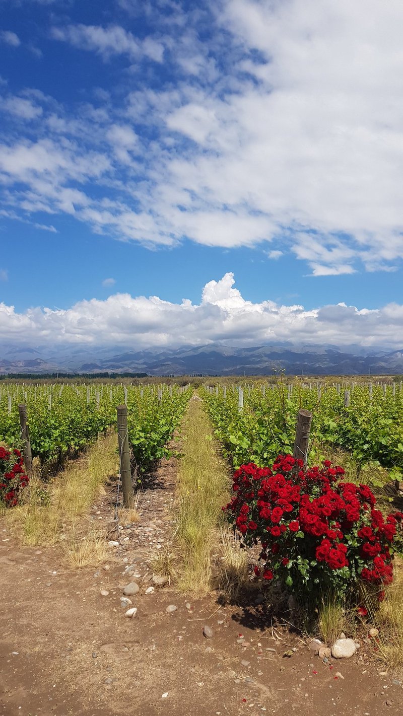 Vineyard shot with red flowers - Salentein