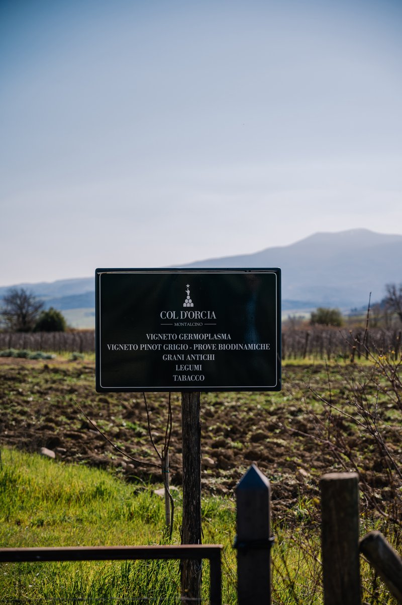 Vineyard signpost - Col d'Orcia