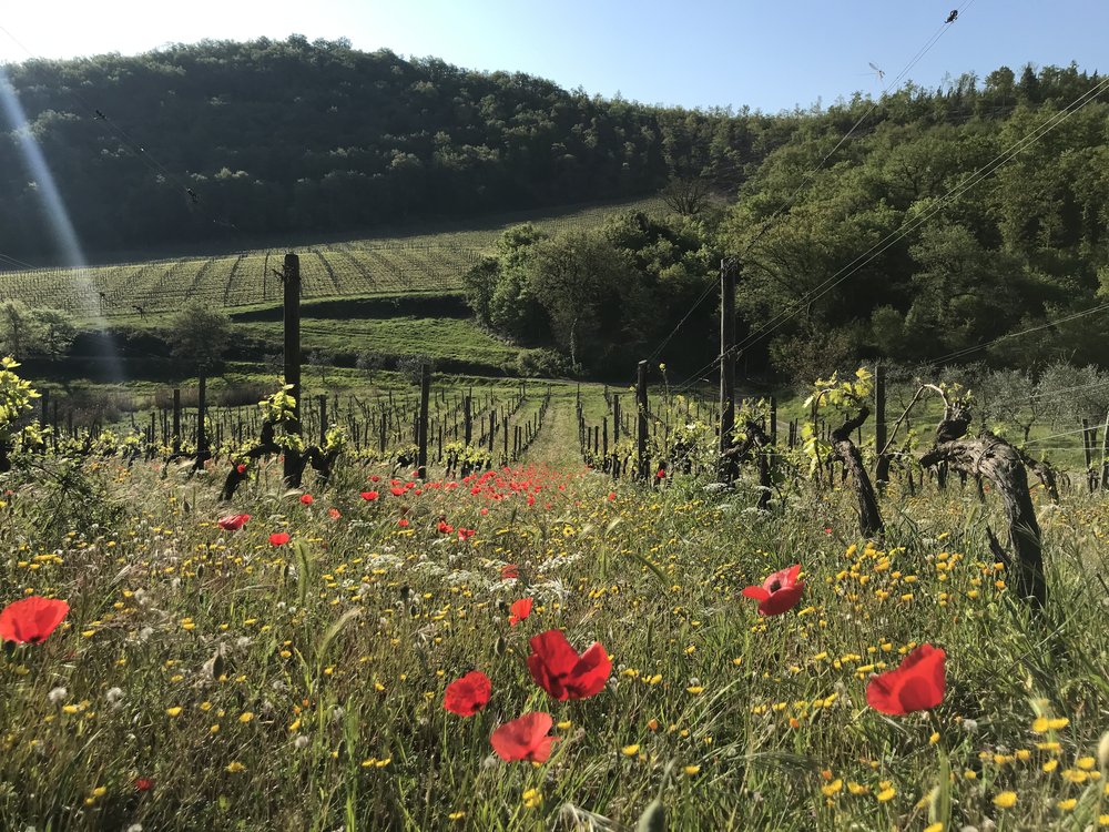 Vineyard with wildflowers - Castello di Verrazzano