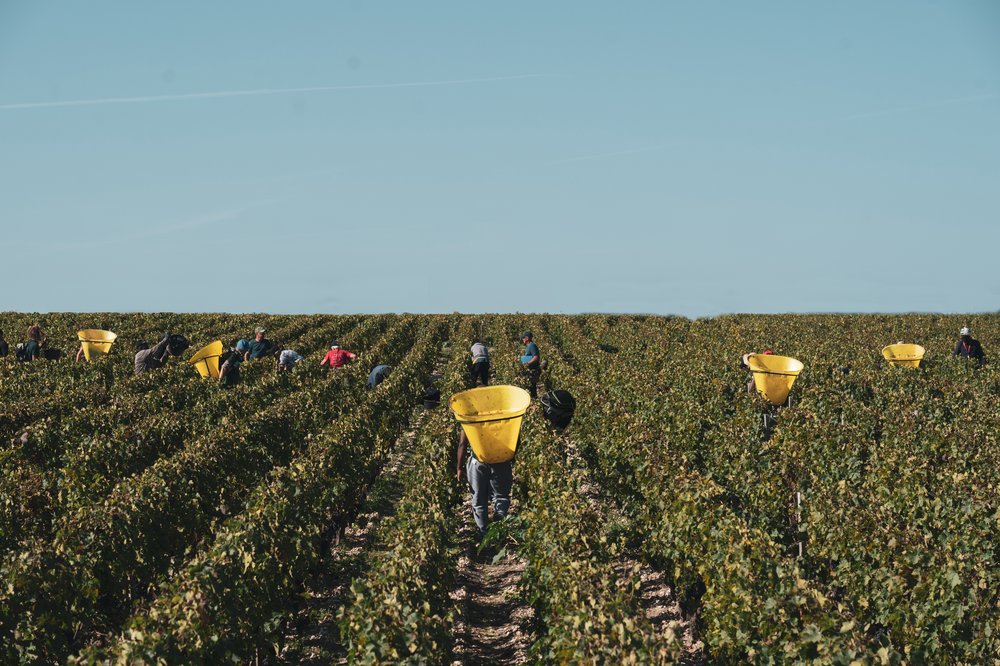 Harvest workers - Château Lafite Rothschild