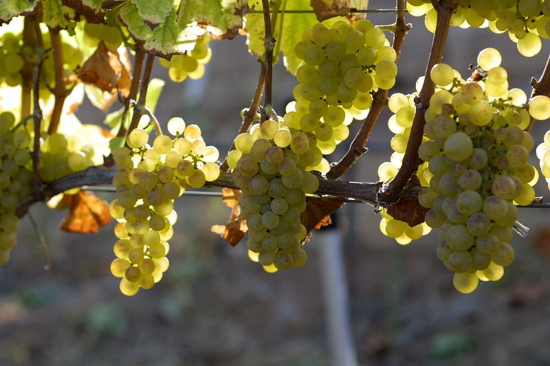 White grapes on the vine - Mon Frère