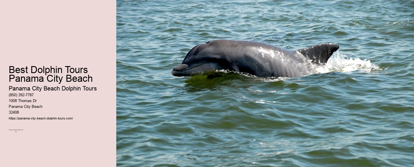 Dolphin Boat Tour Panama City Beach