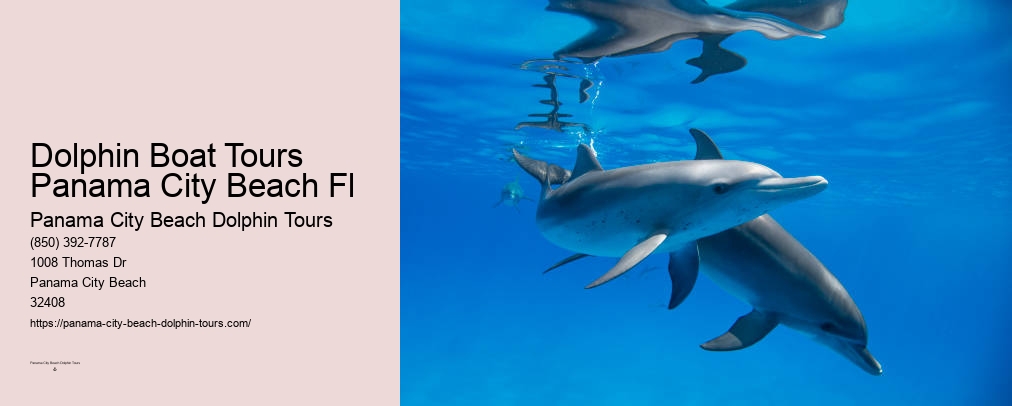 Dolphin Encounters Panama City Beach