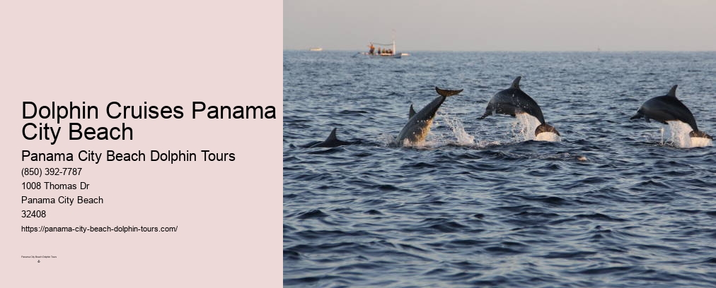 Swimming With Dolphins Panama City Beach