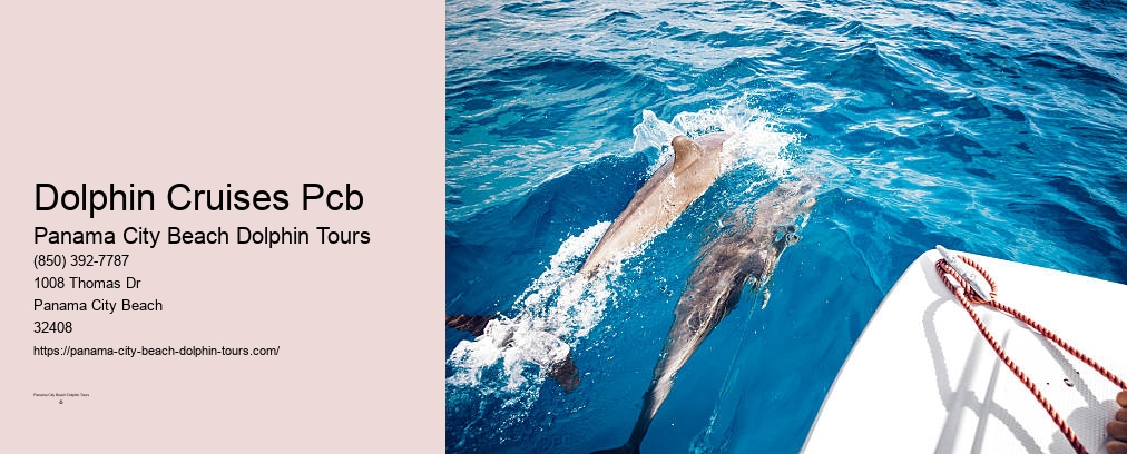 Dolphin Tours Pcb