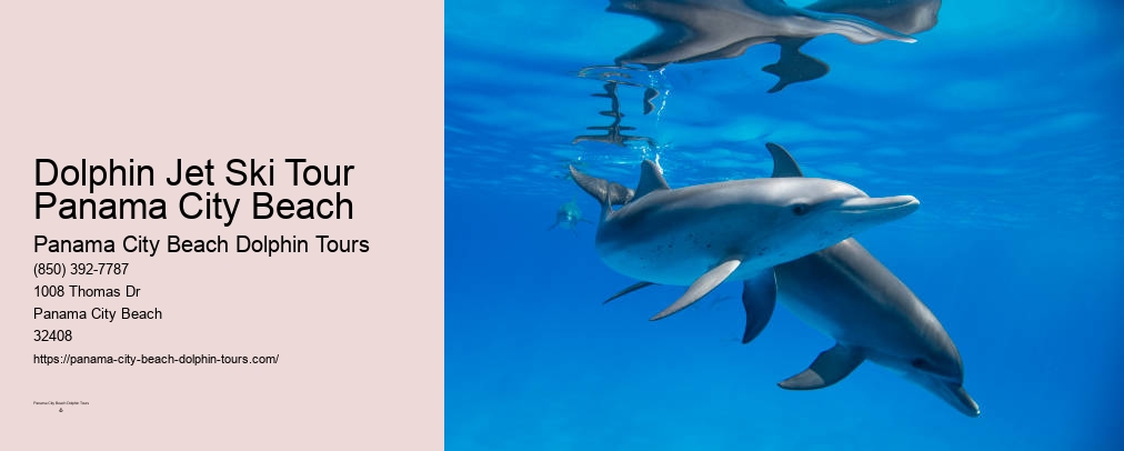 Panama City Beach Dolphin And Snorkel Tours