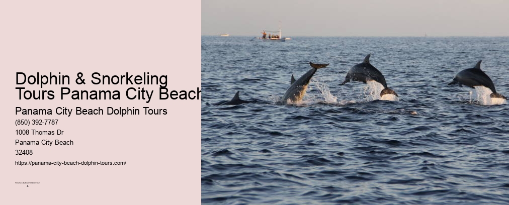 Swim With Dolphins Cruise