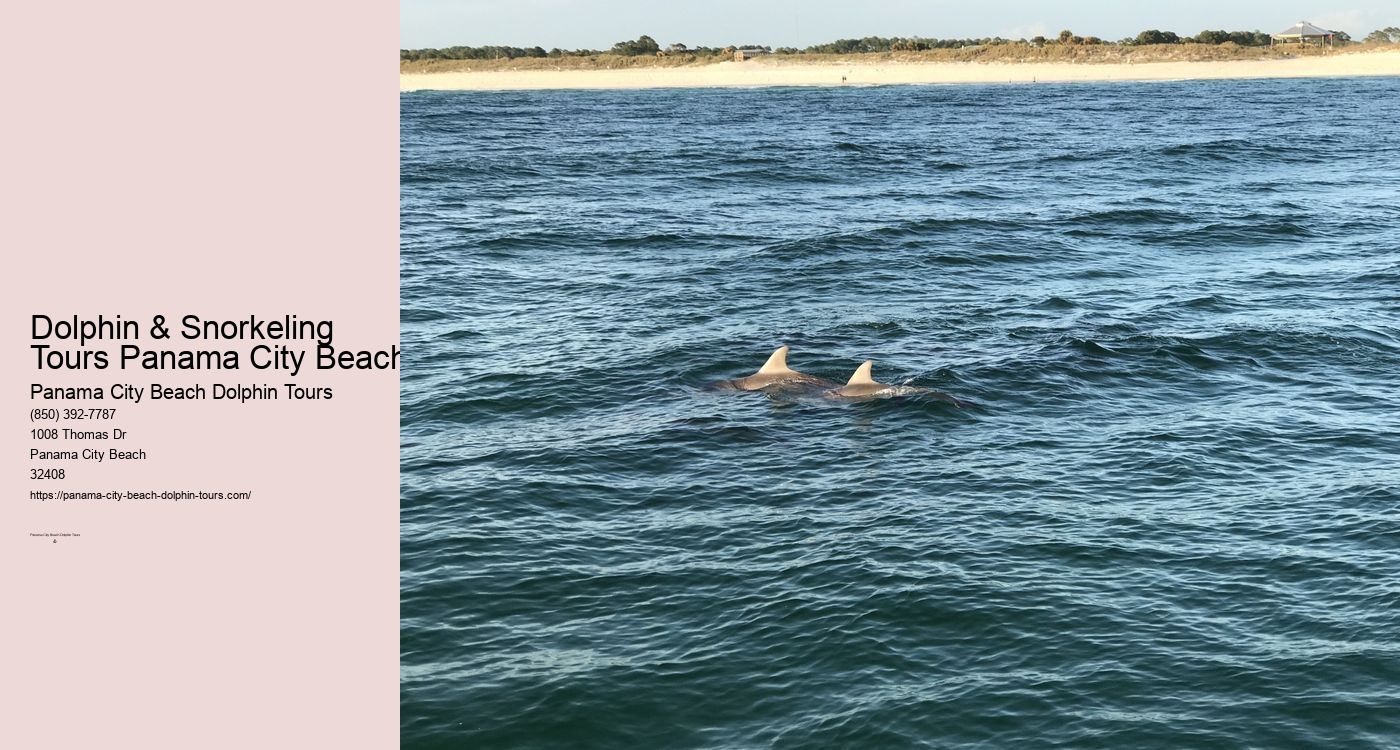 Dolphin Tours Panama City Beach Fl
