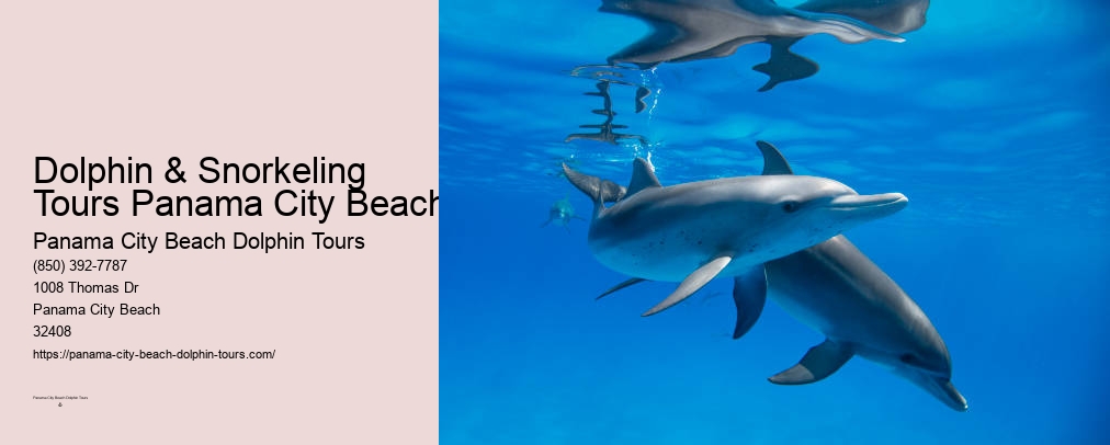 Swim With Dolphins Panama City Beach Shell Island