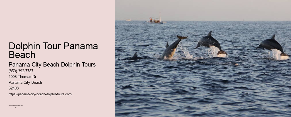 Dolphins Panama City Beach