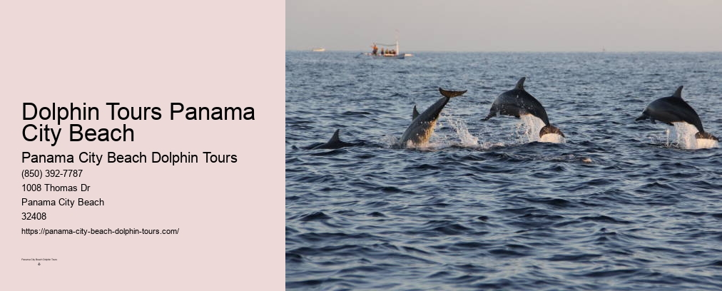 Dolphin Tour Panama Beach