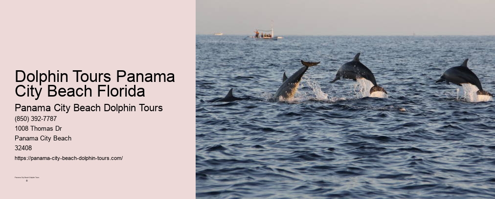 Panama City Beach Dolphin Tours & More