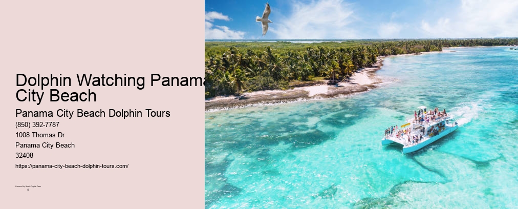 Swim With Dolphins Panama City Fl