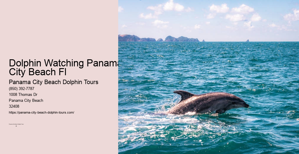 Dolphin Tours Panama City Beach
