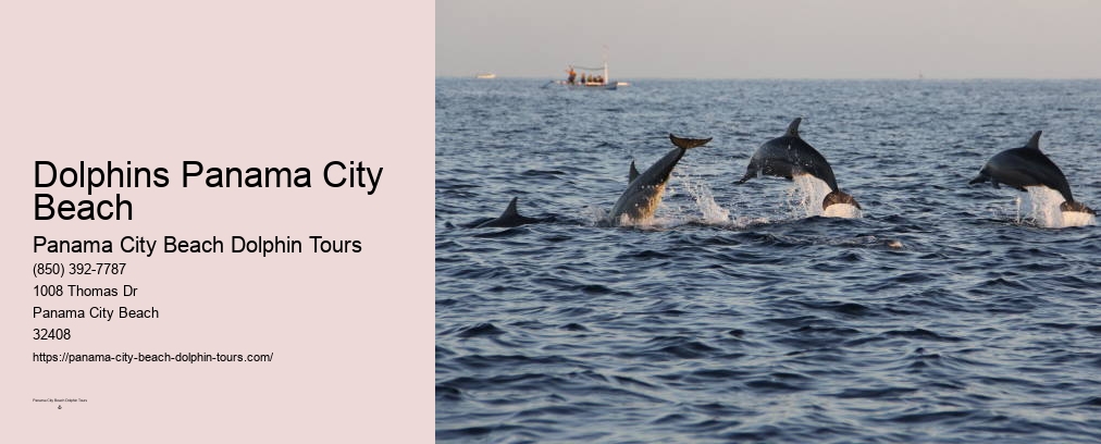 Dolphin Encounters Panama City Beach