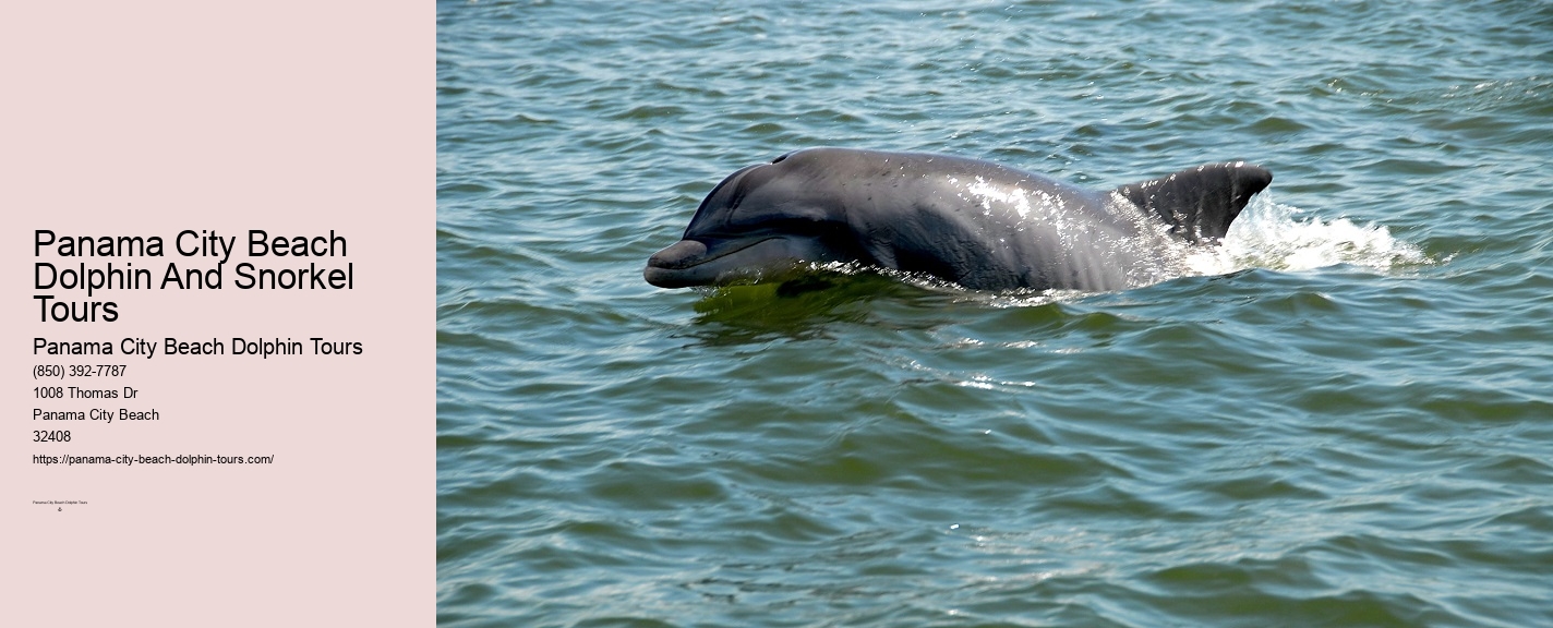 Dolphin Boat Tour Panama City Beach