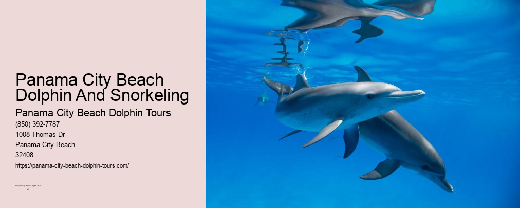 Panama City Beach Private Dolphin Tours