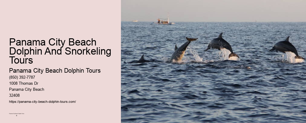 Panama City Beach Dolphin Tours