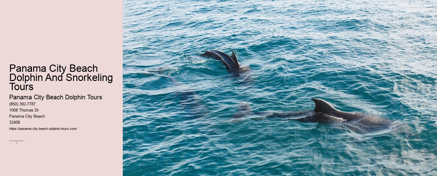 Panama Dolphin Swim