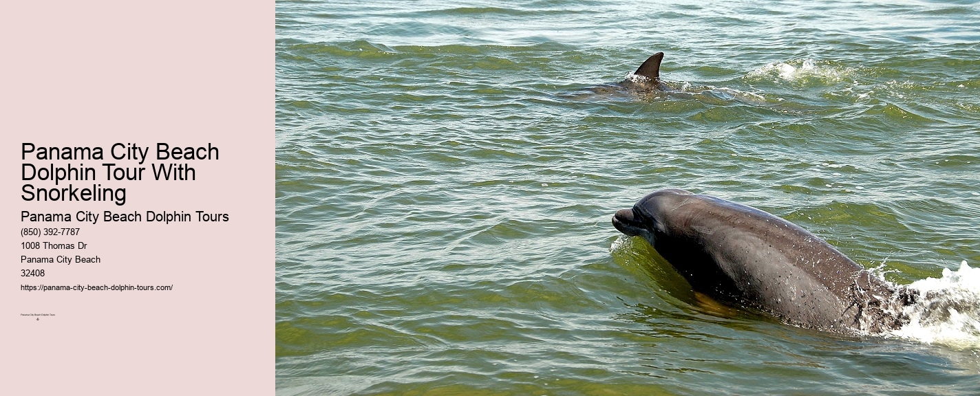 Dolphin & Snorkeling Tours Panama City Beach