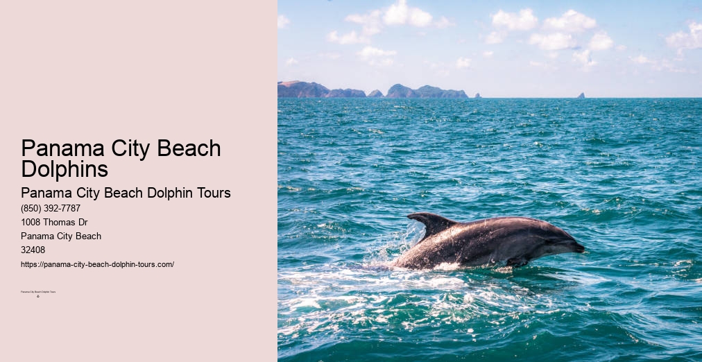 Panama City Beach Dolphin Tours
