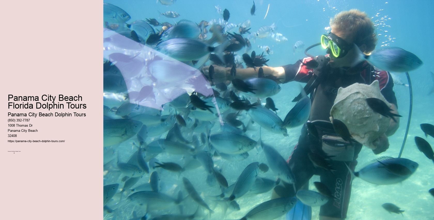 Swim With Dolphins Panama City Beach