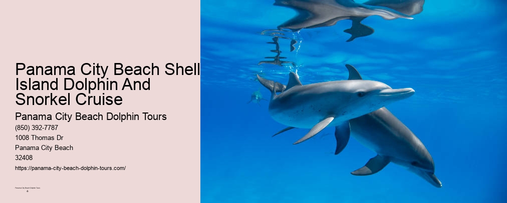 Swim With Dolphins Panama City Fl