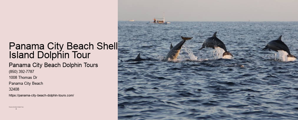 Dolphin Boat Ride Panama City Beach