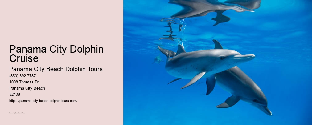 Panama City Beach Dolphin And Snorkel Tours