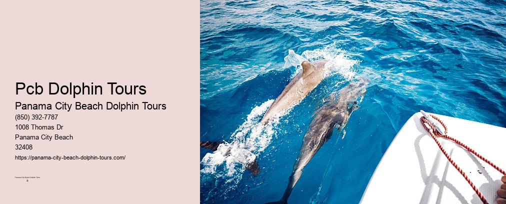 Shell Island Dolphin Swim