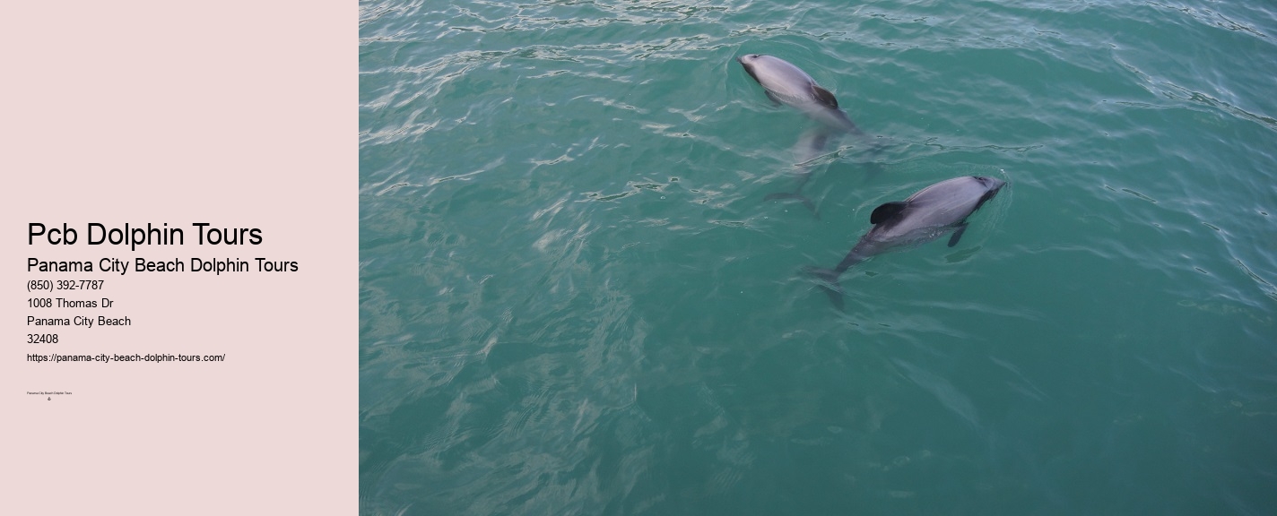 Panama City Beach Dolphin And Snorkel Tours