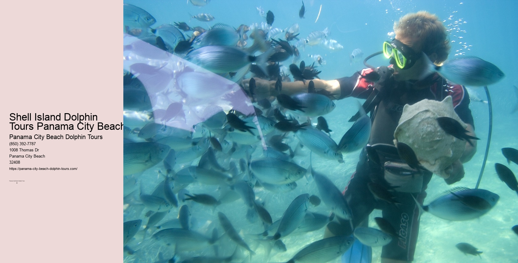 Dolphin Tour Panama Beach