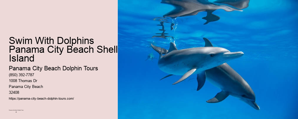 Panama City Beach Shell Island Dolphin And Snorkel Cruise