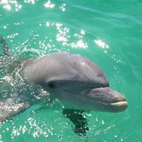 Our Dolphin & Island Tours last approximately 3 hours. Seasonally, departure times may vary. We currently leave the dock at 9:00 am and 12:30 pm.
